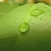 Liječenje bolesti biljem
