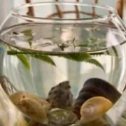 Feng shui - aktivatori životnog prostora (2. dio)