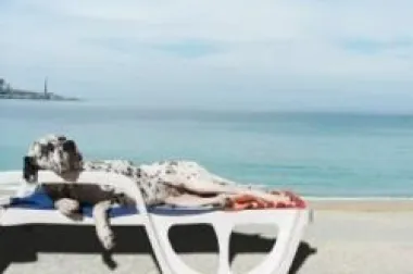 Savjeti za putovanje na godišnji odmor sa psom