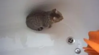 Kupanje mačke