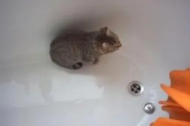 Kupanje mačke