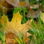 Cvjetni kalendar: rujan - prosinac