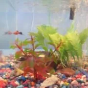 Kako brinuti za akvarijske ribice