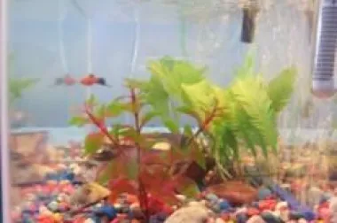 Kako brinuti za akvarijske ribice