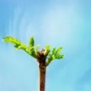 Aromaterapija - mali kućni detox program