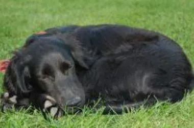 Kućni ljubimac odbija hranu