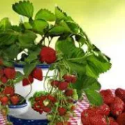 Jagode na balkonu - ukusni ukras