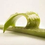 Kod kuće uzgojena Aloe vera pomaže liječiti psorijazu