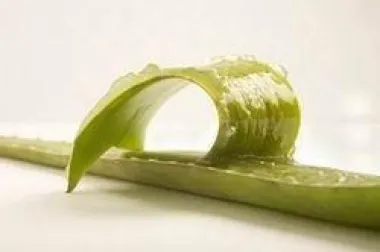 Kod kuće uzgojena Aloe vera pomaže liječiti psorijazu