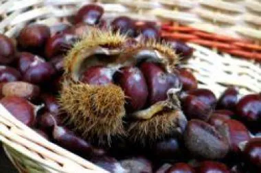 Kesteni ili maruni