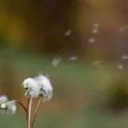 Počinju proljetne alergije – jeste li spremni?