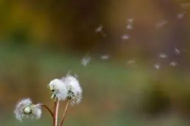 Počinju proljetne alergije – jeste li spremni?
