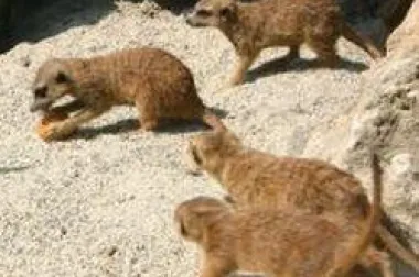 Pisanice za životinje