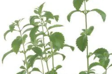 Biljka stevia - 0 kalorija, a slađa od šećera