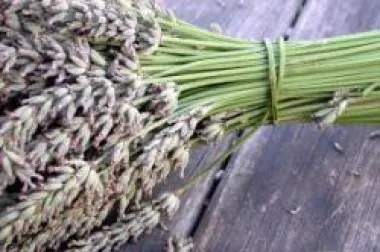 Lavanda – bogatstvo u cvjetovima i ulju