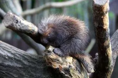 Prve bebe dikobrazi u Zoološkom vrtu grada Zagreba