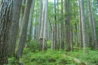 Snaga i djelotvornost ljekovitih gljiva