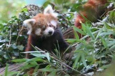 Dan crvenih pandi