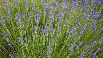 Lavanda - mirisna mediteranska ljepotica