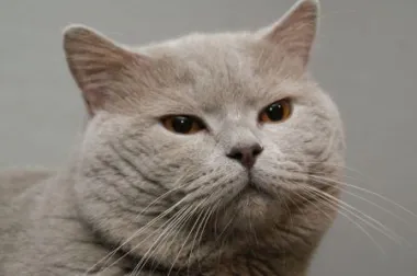 Najveći mačji događaj godine - World Cat Show 2012 Croatia