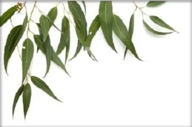 Ublažite prehladu uljem eukaliptusa