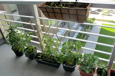 Posadite povrtnjak na vašem balkonu