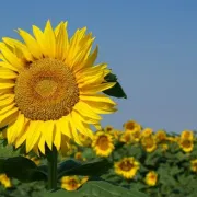 Zdravlje iz sunčevog cvijeta