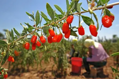 Što se sve skriva u goji bobicama?