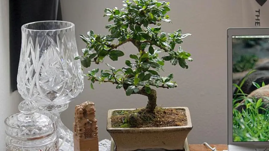 Za totalne neznalice: Kako bonsai odrati na ivotu? - ena.hr