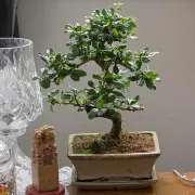 Za totalne neznalice: Kako bonsai održati na životu?