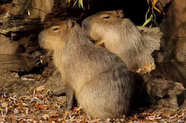 Ljubav u Zoološkom vrtu