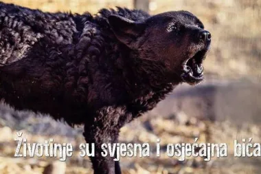 Azil Prijatelji Čakovec treba vašu pomoć kod plaćanja veterinarskih računa