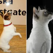 Raj za ljubitelje životinja: Sajam kućnih ljubimaca stiže u Westgate!