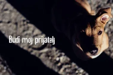 Azil Prijatelji Čakovec: Štenci traže dom
