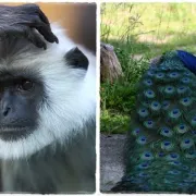 Čari Indije