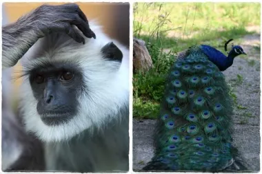Čari Indije