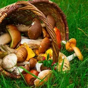 Mirisne gljive jedan su od najukusnijih simbola jeseni