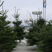 Ikea potiče građane da recikliraju svoja božićna drvca