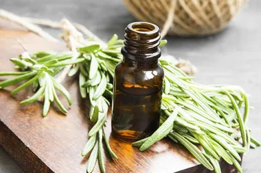 Ljetni mirisi aromatičnog raslinja - ružmarin