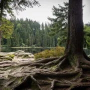 Posjetili smo Nacionalni park Bayerischer Wald