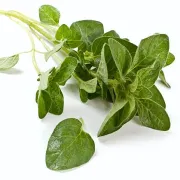 Aromatični origano - začin koji liječi