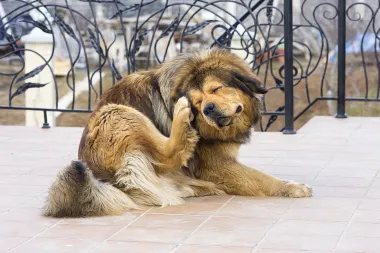Riješite se napasnih buha kod pasa
