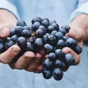 Grožđe okrepljuje, daje snagu i čuva srce