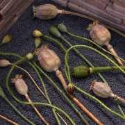 Mak - začin opojne ljepote i aromatičnog okusa