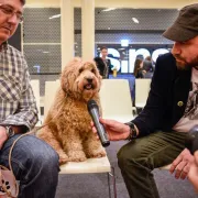 Uskoro izbor za glavnu njušku Westgatea