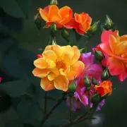 53. Floraart pretvara Bundek u oazu cvijeća
