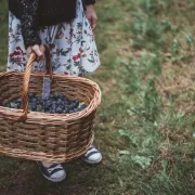 Sezona je šljiva, a mi vam otkrivamo odlične recepte