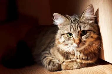 7 stvari koje vaše mačke potajno mrze