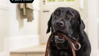 Nova Purina Pro Plan Optiage hrana za pse - dokazano pomaže ublažiti posljedice starenja pasa
