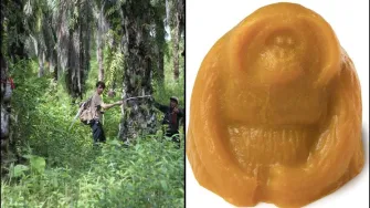 14,600 orangutana preostalo je u divljini; jednom kad nestanu, gotovo je…